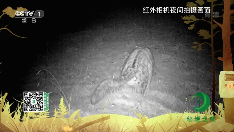 《秘境之眼》 雪豹 20210614