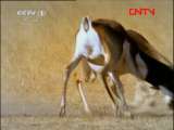 动物世界 《动物世界》 20110924