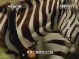 自然传奇 《自然传奇》 20141210 追踪草原大迁徙（3）