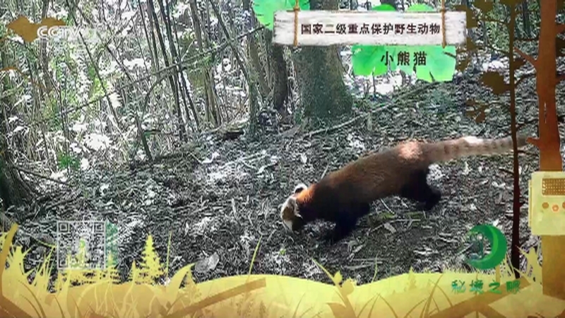 秘境之眼 《秘境之眼》 小熊猫 20230508