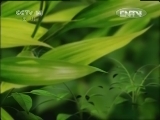 智慧树 《智慧树（周末版）》 20120825