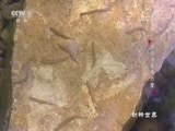 动物世界 《动物世界》 20180310 遨游海底两万里