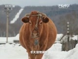 地理中国 《地理中国》 20160202 冬日奇景·雪地追踪（下）