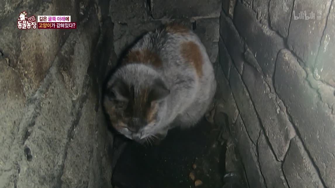 动物农场2020 等待救援的猫