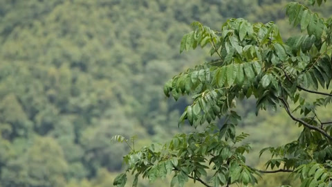 传奇故事 暴雨下的密林疑踪