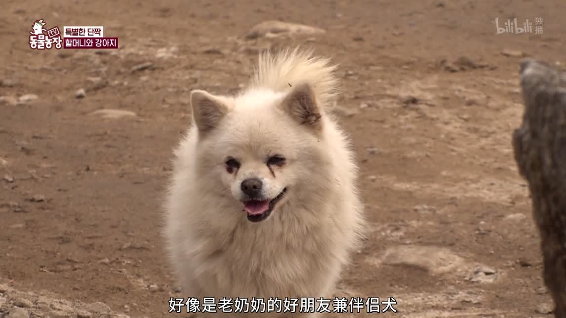 最强直立猫咪豆腐
