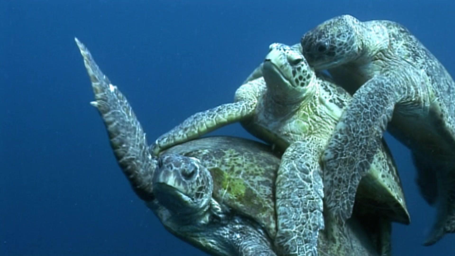 动物搏击会第五季 第4集