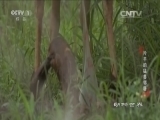 动物世界 《动物世界》 20160922 羚羊的猛兽邻居