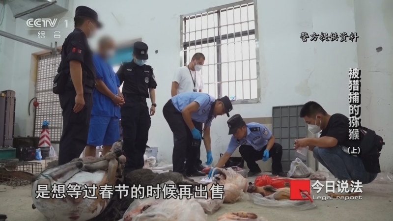 今日说法 《今日说法》 20240406 被猎捕的猕猴（上）