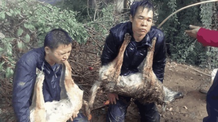 为什么农村养狗的人 最痛恨的就是偷狗贼？