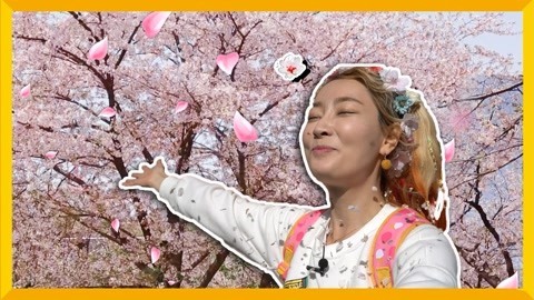 爱丽去哪儿 拥抱樱花季 跟爱丽一起云赏花