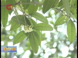 重庆新闻联播 《重庆新闻联播》  20161005