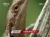 人与自然 《人与自然》 20160726 巨蜥的毒吻（下）