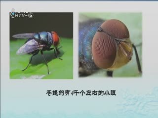 名师公开课 《放大镜下的昆虫世界《六下“微小世界”》》授课教师：吴延丽