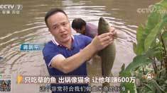 致富经 [致富经]只吃草的鱼 出锅像猫余 让他年赚600万 20181022