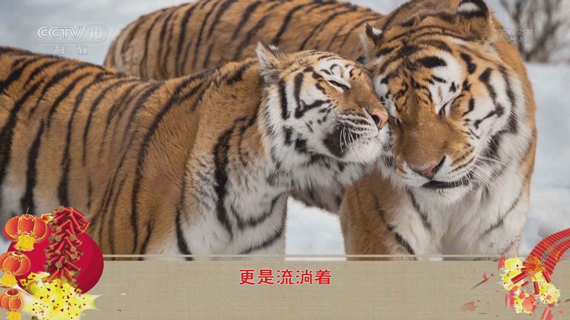 百家讲坛 《百家讲坛》 20220201 新春特别节目《虎年说虎》2
