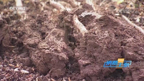 消费主张 《消费主张》 20191113 原产地访价格：最丑的山药为何价最高？