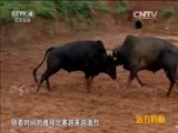 远方的家 《远方的家》五一特别节目 欢乐的田野 20150505