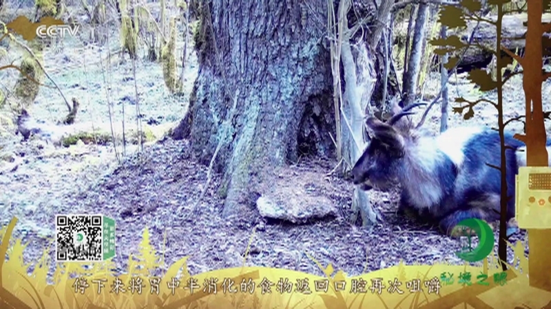 《秘境之眼》 中华鬣羚 20210901