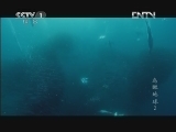 魅力纪录（CCTV-1综合频道） 《鸟瞰地球》第2集 非洲