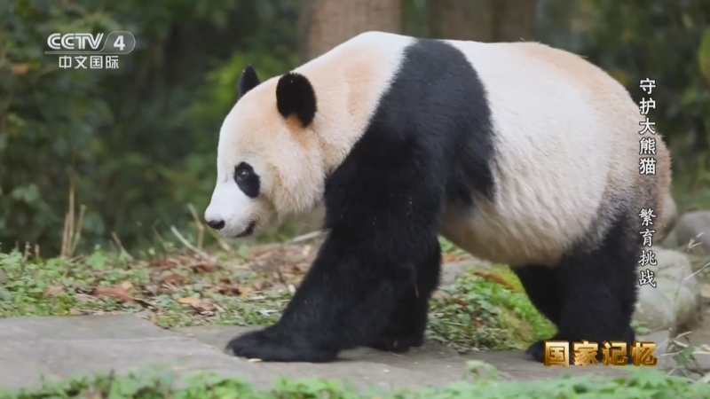 《国家记忆》 20251226 守护大熊猫 繁育挑战