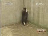 生财有道 《生财有道》 20130517 踏平坎坷獾财来
