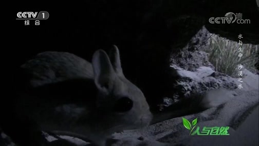 人与自然 《人与自然》 20190612 水与生命——沙漠之水