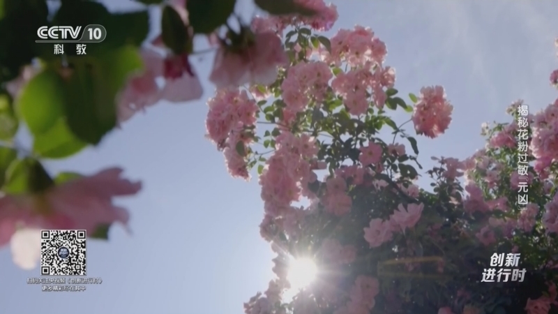 《创新进行时》 20260331 揭秘花粉过敏“元凶”