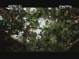 魅力纪录（CCTV-1综合频道） 《魅力纪录》 20131118 《茶·一片树叶的故事》 第一集 土地和手掌的温度