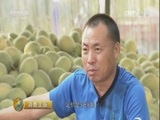 消费主张 《消费主张》 20160720 缤纷水果夏飘香——哈密瓜
