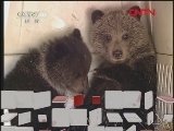 自然传奇 《自然传奇》 20111215 养育小灰熊