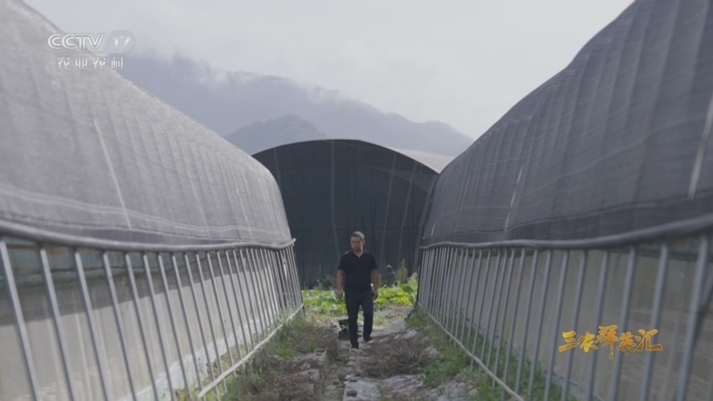 《三农群英汇》 20251023 我的田间创富路——青川粉耳领“菌”者