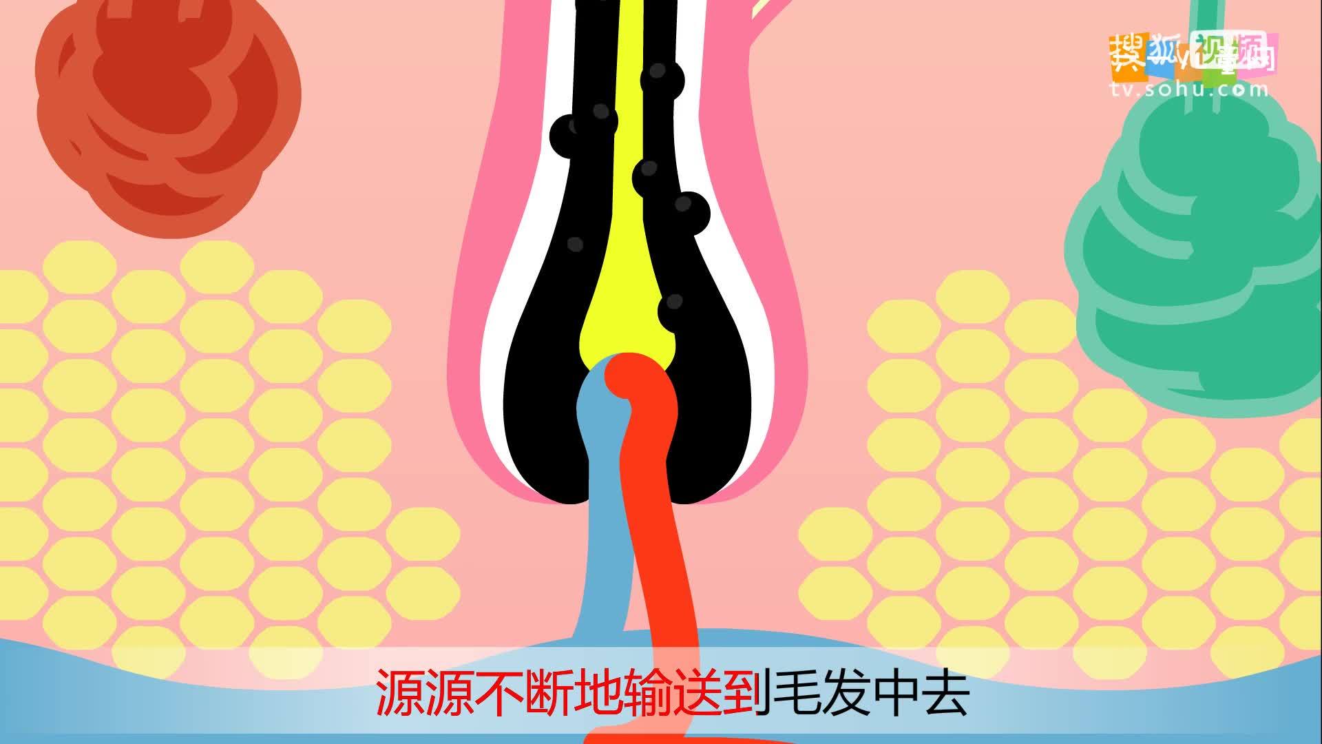 嘟拉十万个为什么 为什么少年也有可能长白发？