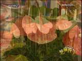 芝麻开门【央视】 奇妙之旅花博会 5