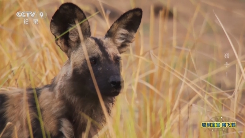 《猎手》 第1集 时机