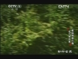 动物世界 《动物世界》 20130307