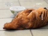 走近科学 《走近科学》 20150328 美味有毒