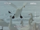 地理中国 《地理中国》 20140313 天山精灵