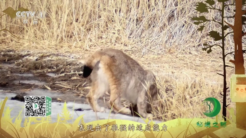 《秘境之眼》 猞猁 20210823
