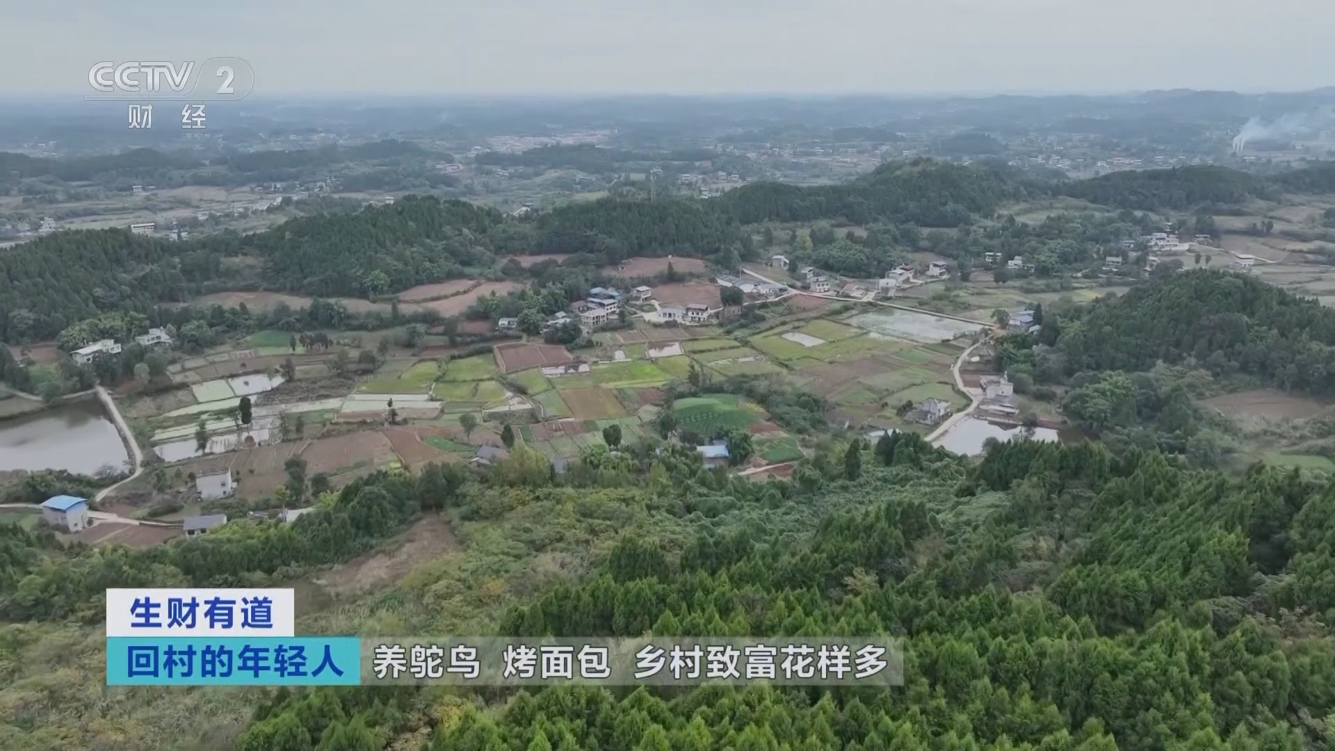 生财有道 《生财有道》 20241212 回村的年轻人：养鸵鸟 烤面包 乡村致富花样多