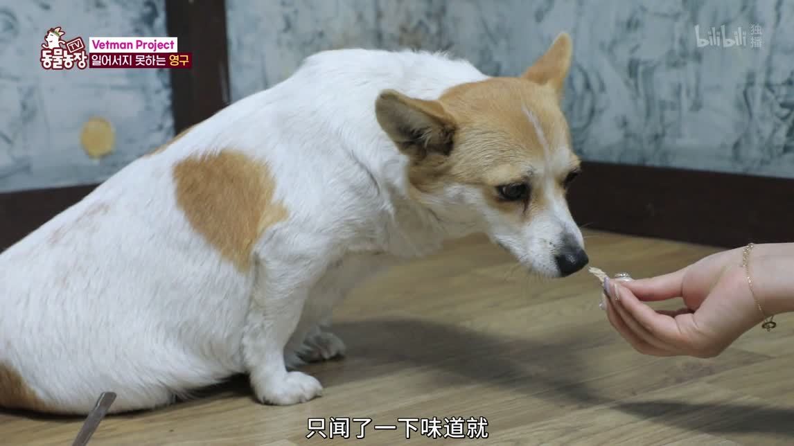 爱吃鲜辣鱼汤的黄鼬