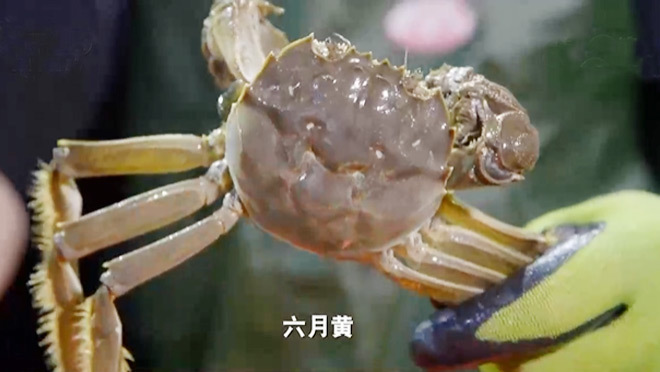 《致富经》 20210929 与众不同的蟹财富