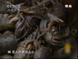 地球密码（周末精编节目） 周末精编节目 2010年 第217期