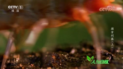 人与自然 《人与自然》 20190808 捕食利器（上）