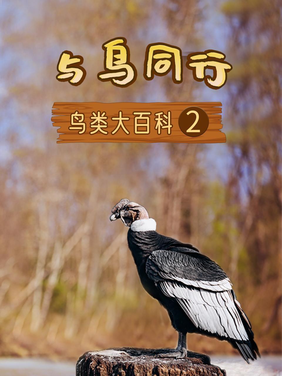 与鸟同行之鸟类大百科2
