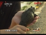 生财有道 《生财有道》 20111207 蛙女的故事