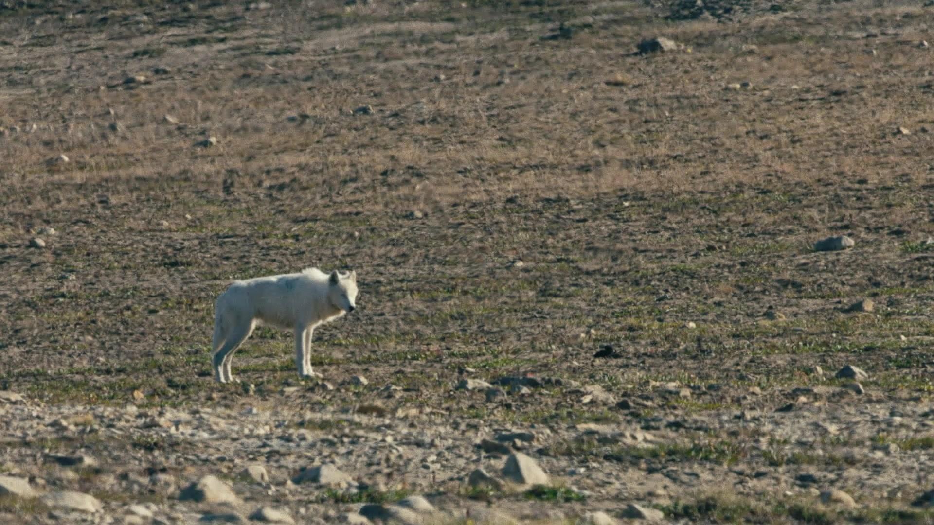 白狼国度 第1集