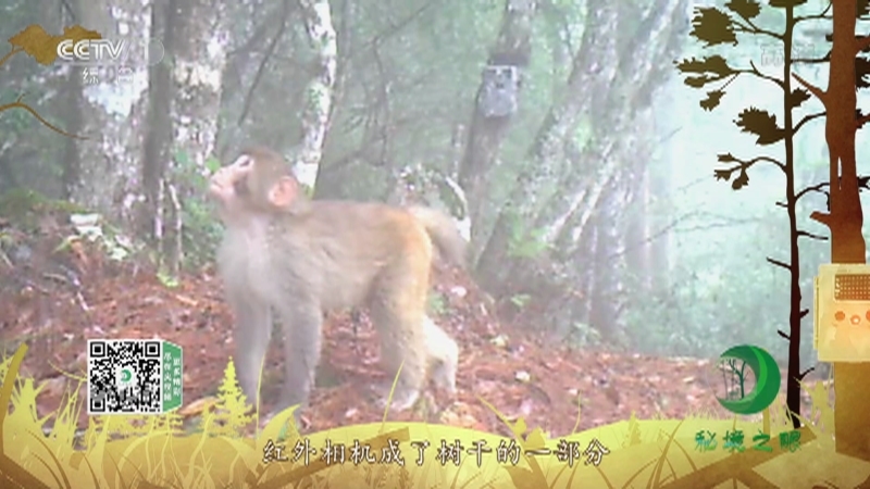 秘境之眼 《秘境之眼》 猕猴 20220517