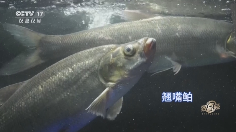致富经 《致富经》 20230413 风浪下的翘嘴鲌