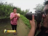 生财有道 《生财有道》 20171010 咱们家乡有特产（秋收系列）——河北深州：桃源荡漾生财歌